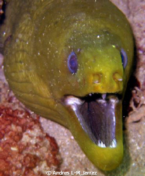 GREEN MORAY
 by Andres L-M_larraz 